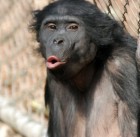 sn-bonobo